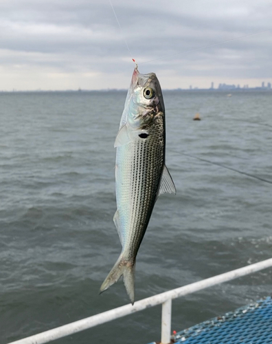 コノシロの釣果