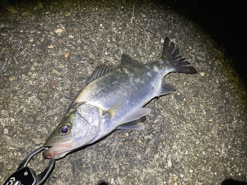 セイゴ（ヒラスズキ）の釣果