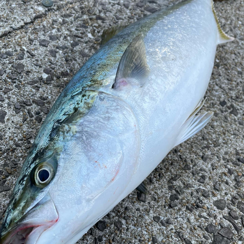 ヤズの釣果