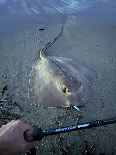 アカエイの釣果