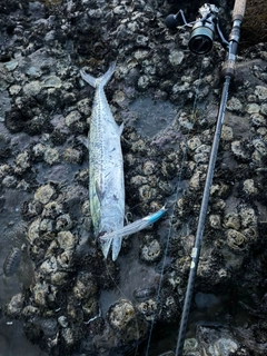 サゴシの釣果