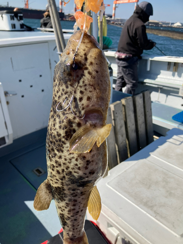 アカメフグの釣果