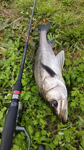 釣果