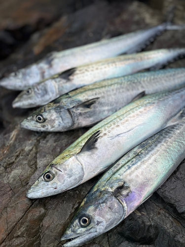 サゴシの釣果