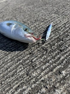 イナダの釣果