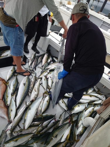 サワラの釣果