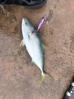 イナダの釣果