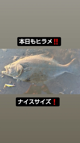 ヒラメの釣果