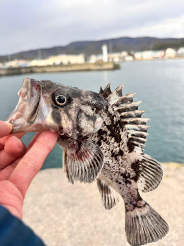 クロソイの釣果