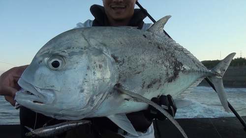 ロウニンアジの釣果