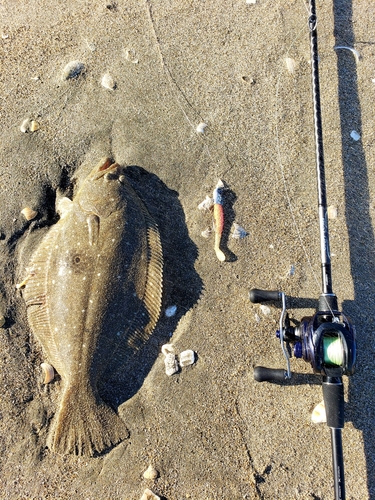 ヒラメの釣果