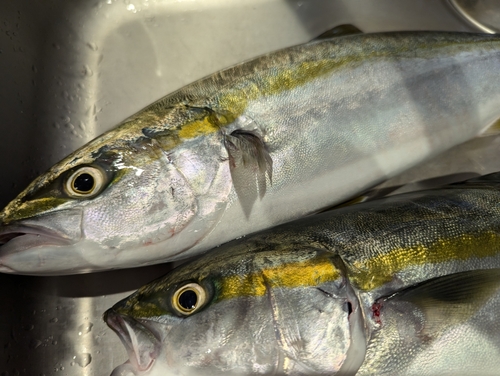 ヤズの釣果