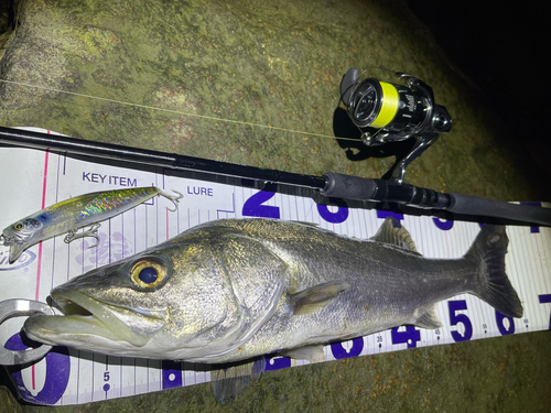 シーバスの釣果