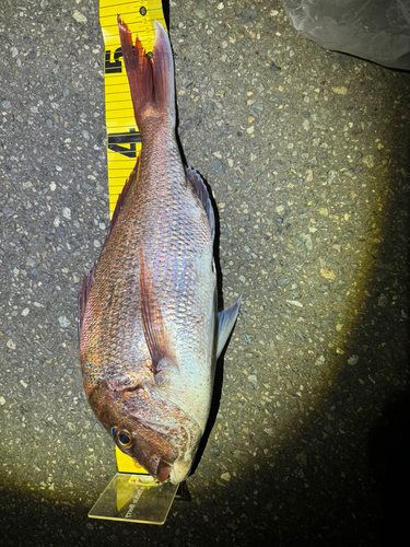 マダイの釣果