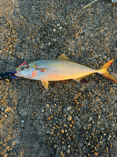 ハマチの釣果