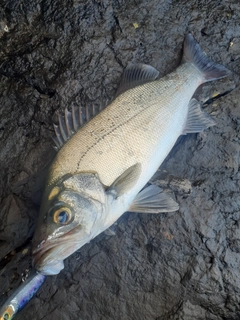 ヒラスズキの釣果