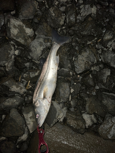 スズキの釣果