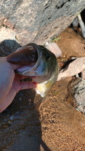 ラージマウスバスの釣果