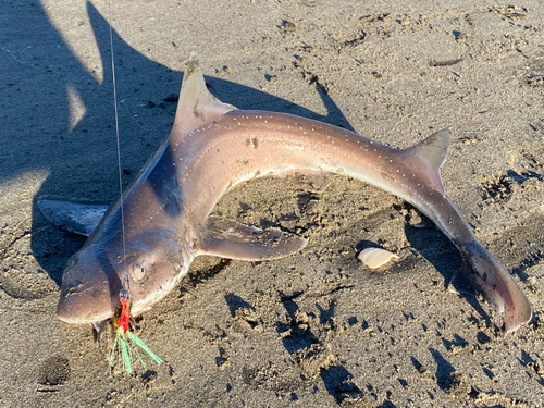 ホシザメの釣果