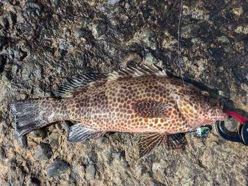 オオモンハタの釣果