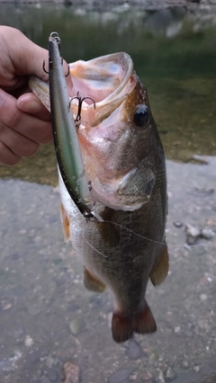 ラージマウスバスの釣果