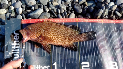 オオモンハタの釣果