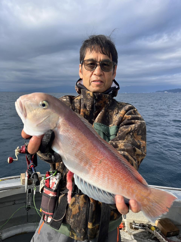 アマダイの釣果