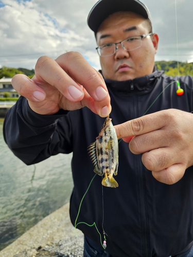 シマイサキの釣果