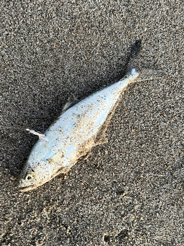 イケカツオの釣果