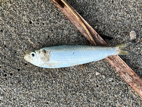 コノシロの釣果