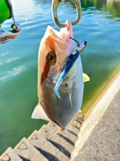 ネイリの釣果