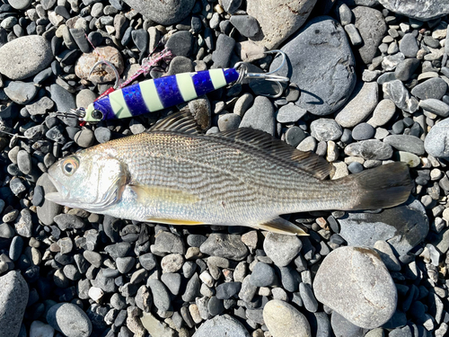 ニベの釣果