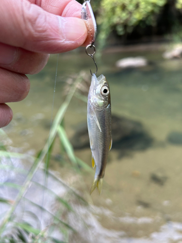 カワムツの釣果