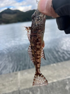 アサヒアナハゼの釣果