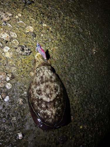 コウイカの釣果