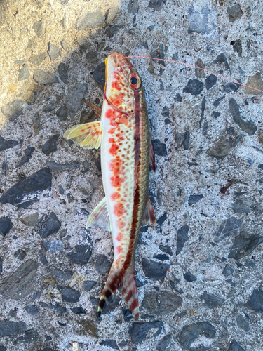 ヨメヒメジの釣果