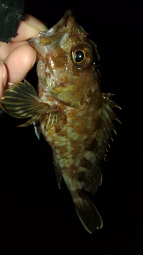 ガシラの釣果