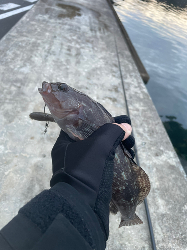 アイナメの釣果