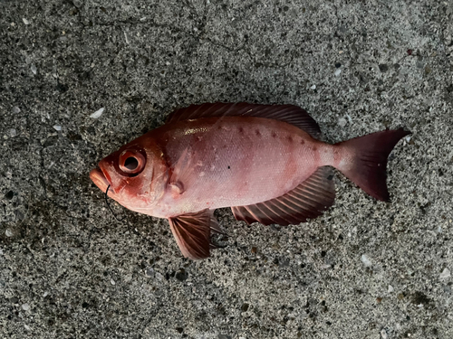 ホウセキキントキの釣果