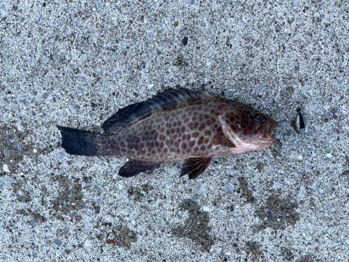 オオモンハタの釣果