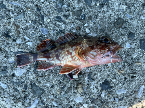 カサゴの釣果