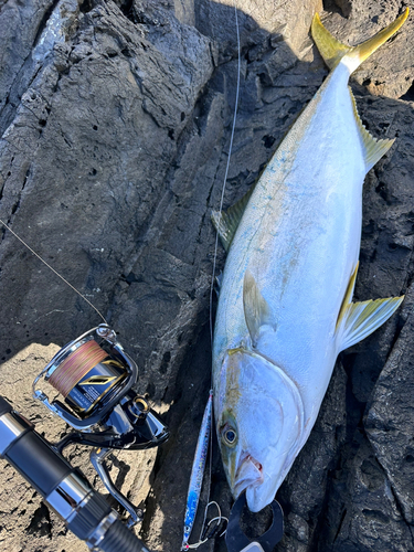 ヒラマサの釣果