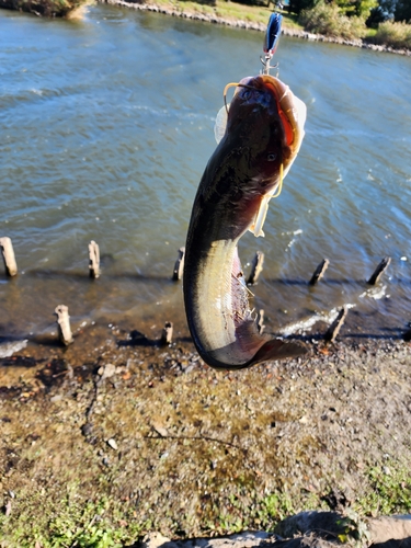 ニホンナマズの釣果