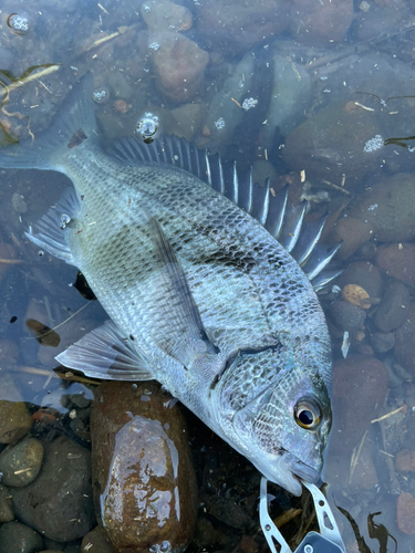 チヌの釣果