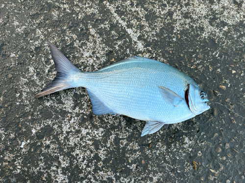 ツムブリの釣果