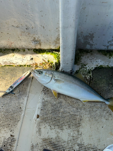 ツバスの釣果