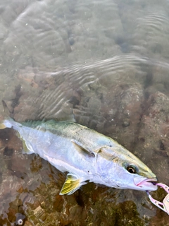 ヤズの釣果