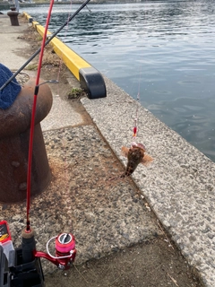 アラカブの釣果