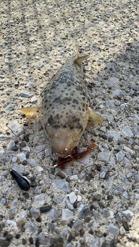 アカメフグの釣果