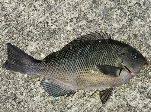 メジナの釣果